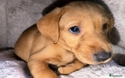 Labrador Retriever dogs for sale: KC Registered Labrador Puppies - Call  **  - Image 35