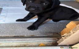 Labrador Retriever dogs for sale: Stunning black Labrador puppies  - Image 13
