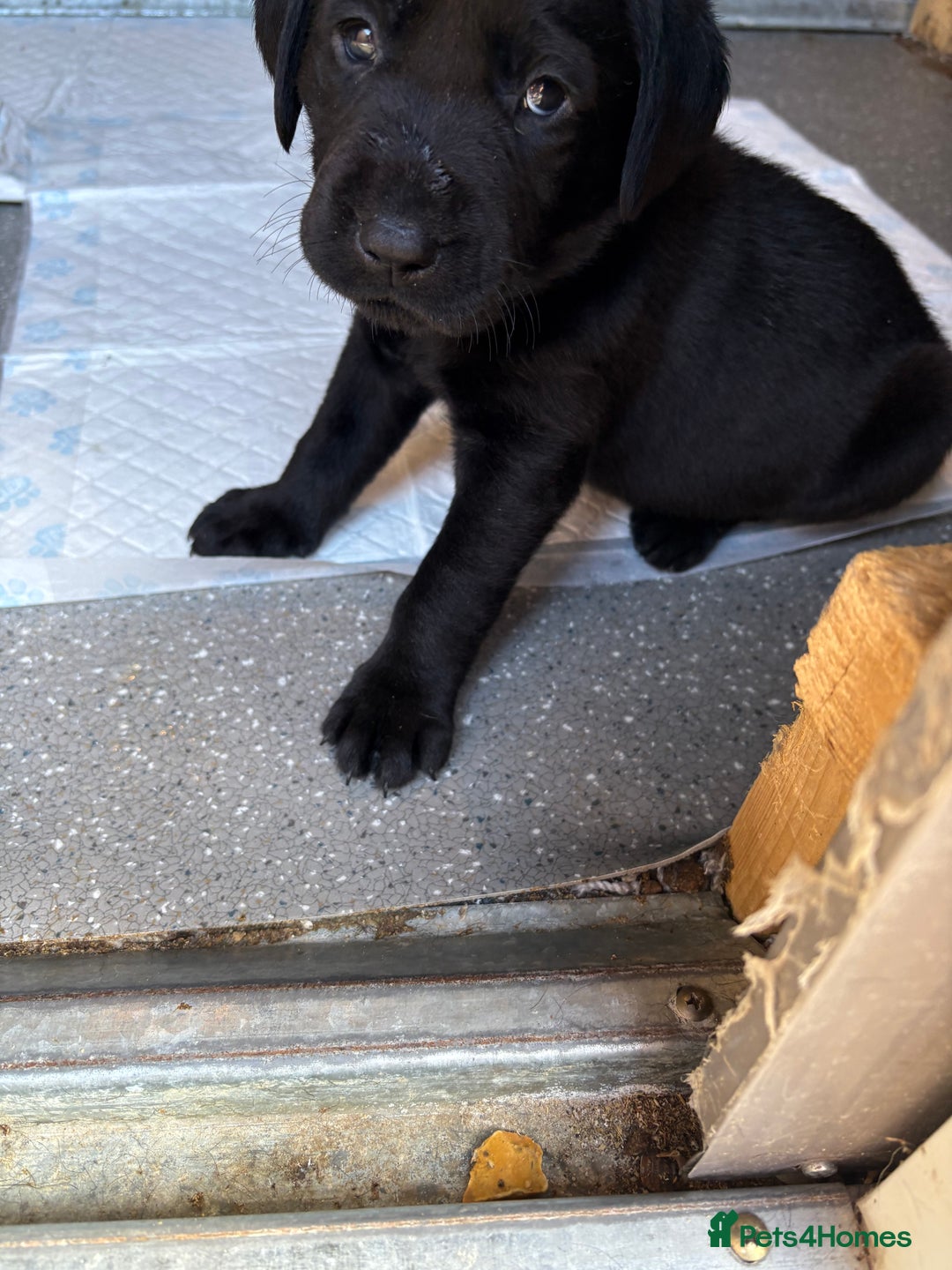 Labrador Retriever dogs for sale: Stunning black Labrador puppies  - Image 13