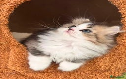Munchkin cats for sale: Super stunning & rare Minuet - Image 23
