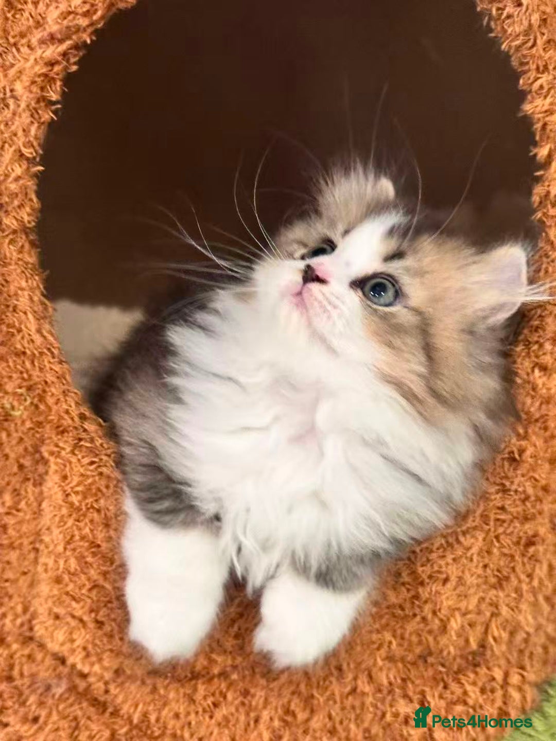 Munchkin cats for sale: Super stunning & rare Minuet - Image 23