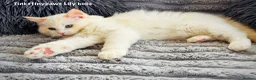 Ragdoll cats for sale: Ragdoll kittens  - Advert 10