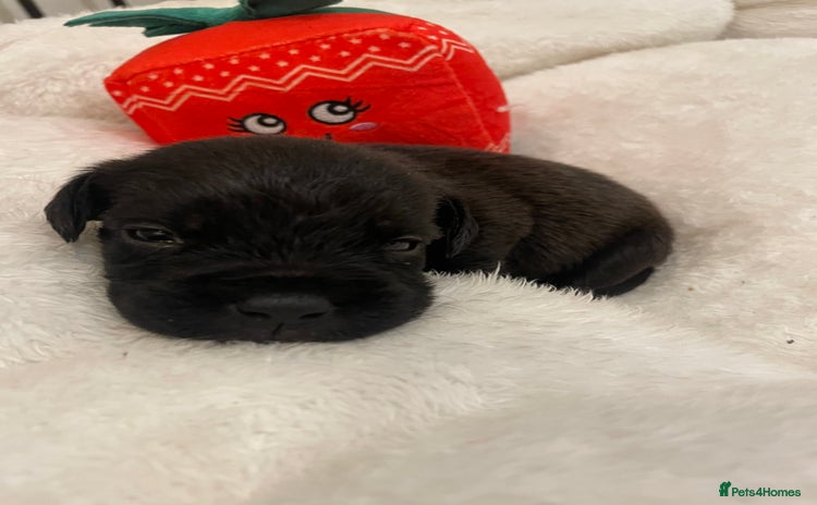 Labradoodle dogs 2 BEAUTIFUL MALES & 1 FEMALE LABRADOODLE PUPPIES - Advert 3