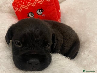 Labradoodle dogs 2 BEAUTIFUL MALES & 1 FEMALE LABRADOODLE PUPPIES - Advert 3