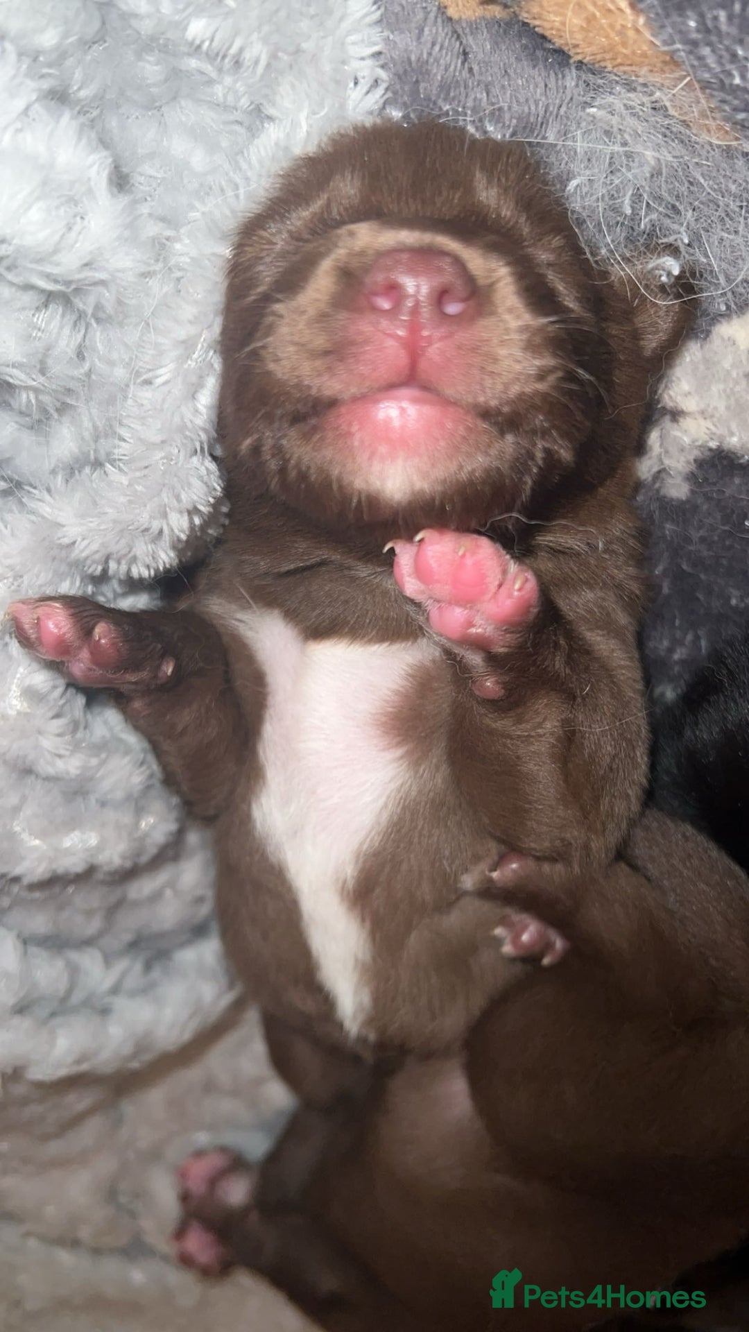 Mixed Breed dogs for sale: Labsky puppies  - Advert 14