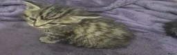 Mixed Breed cats for sale: Beautiful tabby kittens - Advert 11