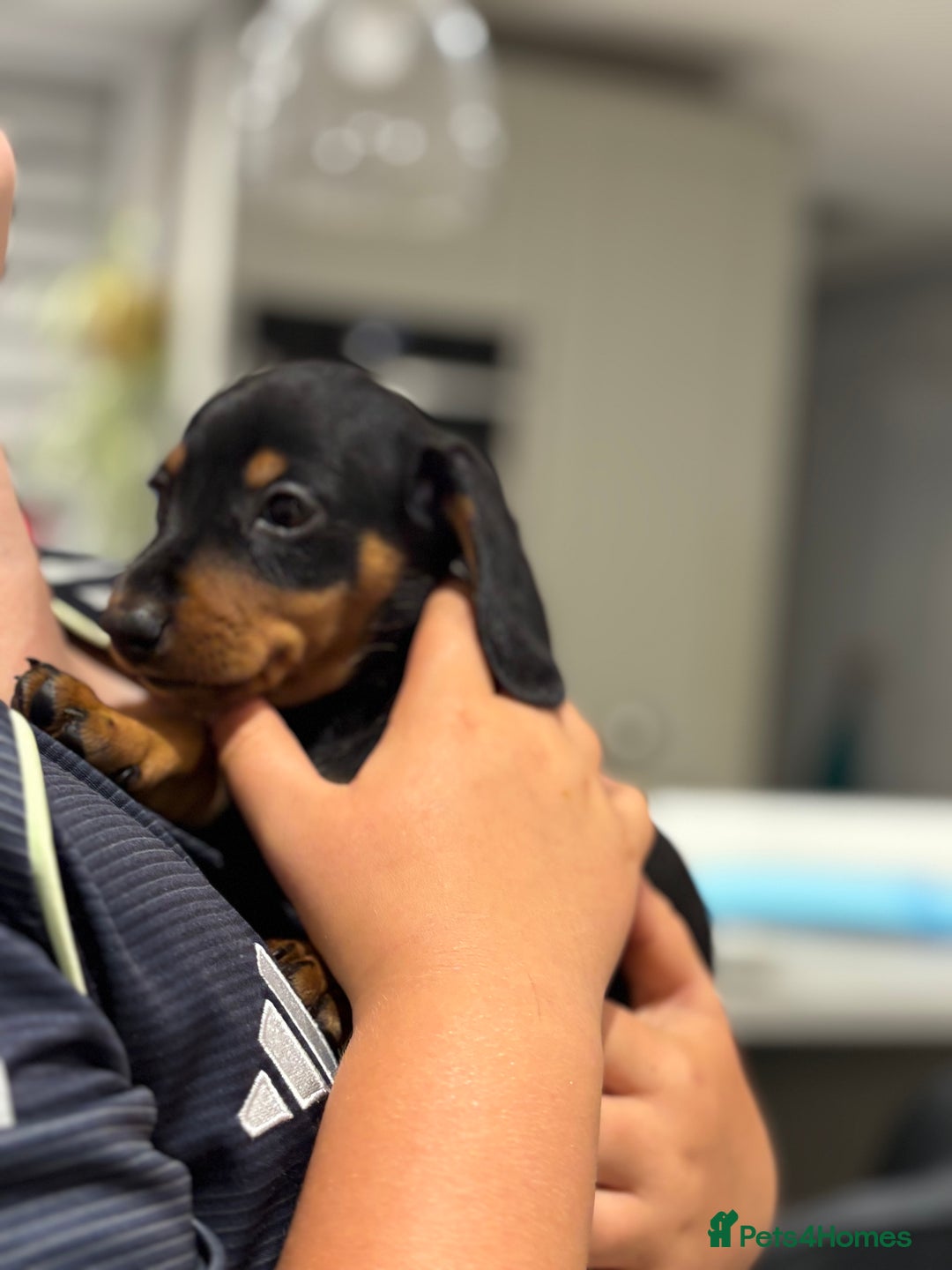 Dachshund dogs for sale: Ready soon! 🤎🖤 Miniature Dacshund Puppy, Male.  - Image 5