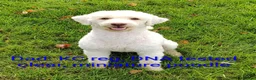 Cockapoo dogs for sale: Licensed breeder, health tested F1 cockapoo pups - Advert 18