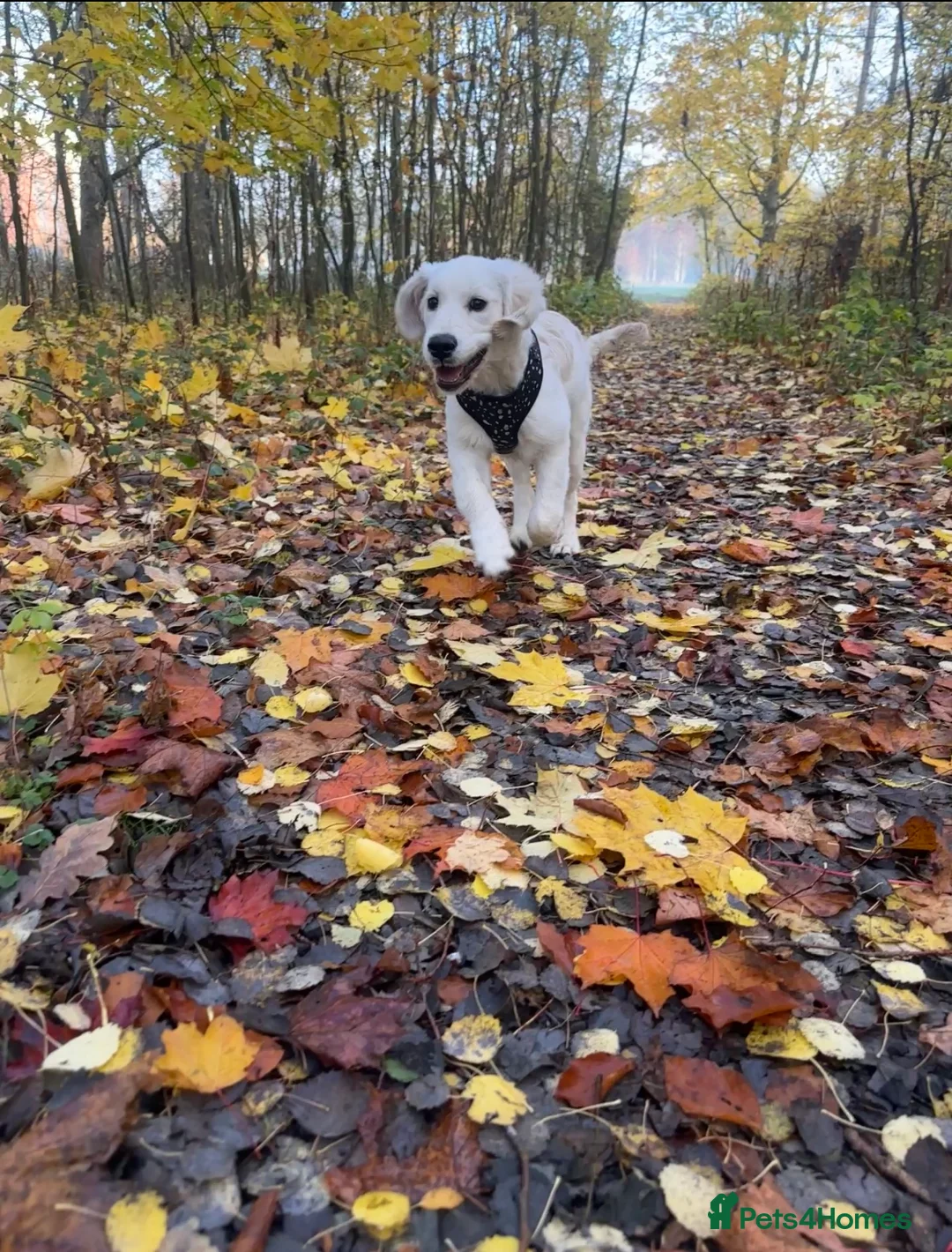 Golden Retriever dogs for sale: 8 month old golden retriever for rehome - Advert 3