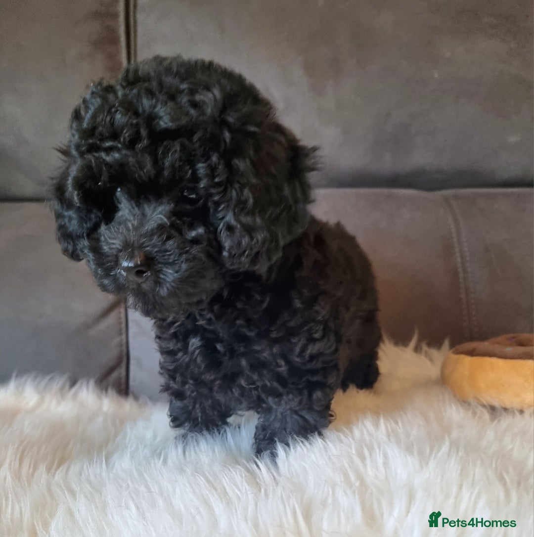 Cockapoo dogs for sale: Adorable best friend pups, sold fully vaccinated - Advert 4