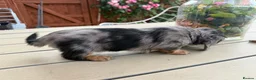 Miniature Dachshund dogs for sale:  Adorable Miniature Dachshund Puppies - Advert 30