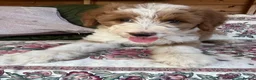 Bordoodle dogs for sale: Last boy ready to be your very best friend  - Advert 7