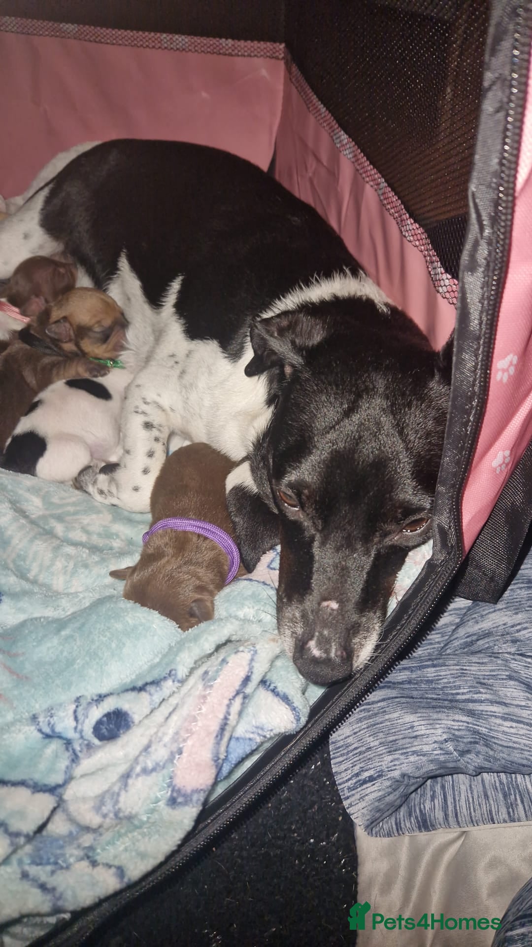 Mixed Breed dogs for sale: Jack Russell cross dachshund puppies  - Image 1