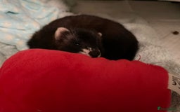 Ferret rodents for sale: Two female ferrets and cage + accessories - Image 3