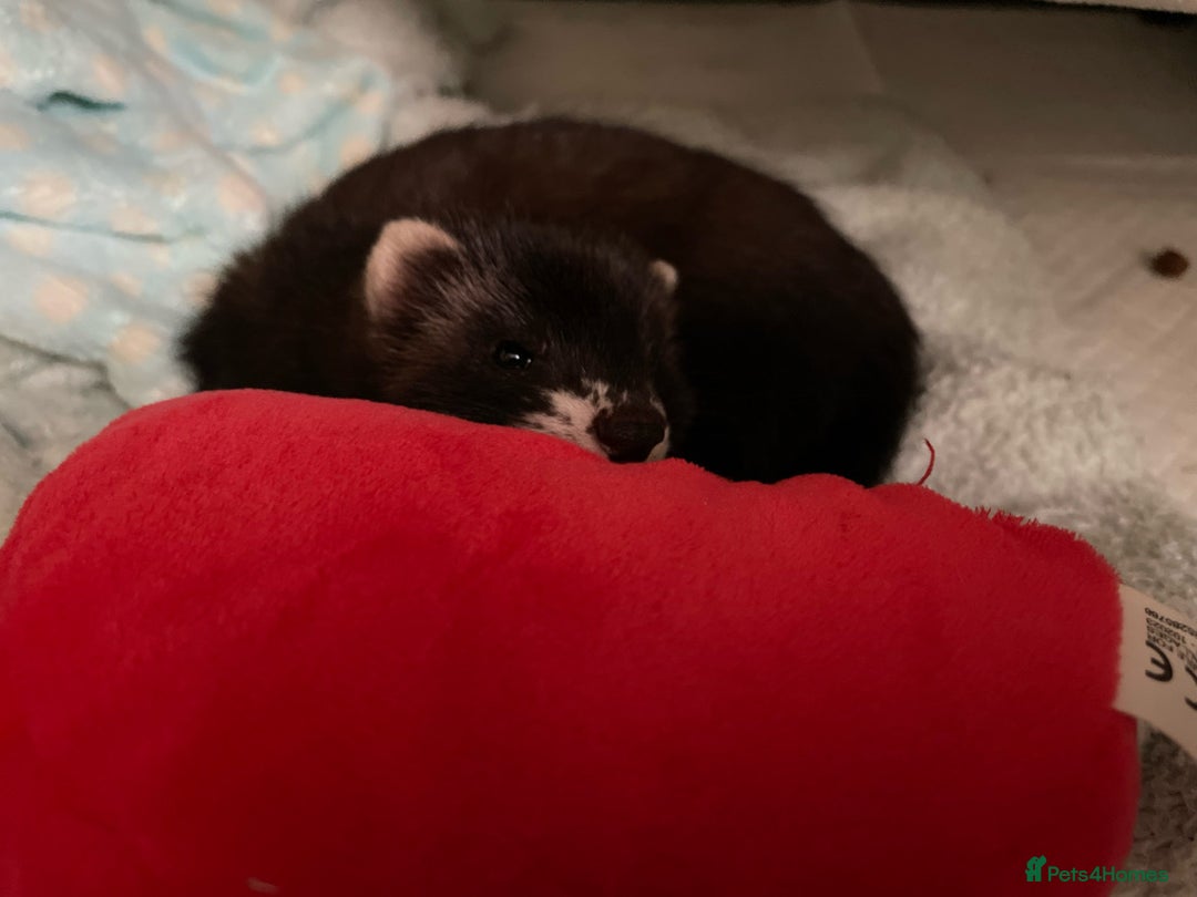 Ferret rodents for sale: Two female ferrets and cage + accessories - Image 3