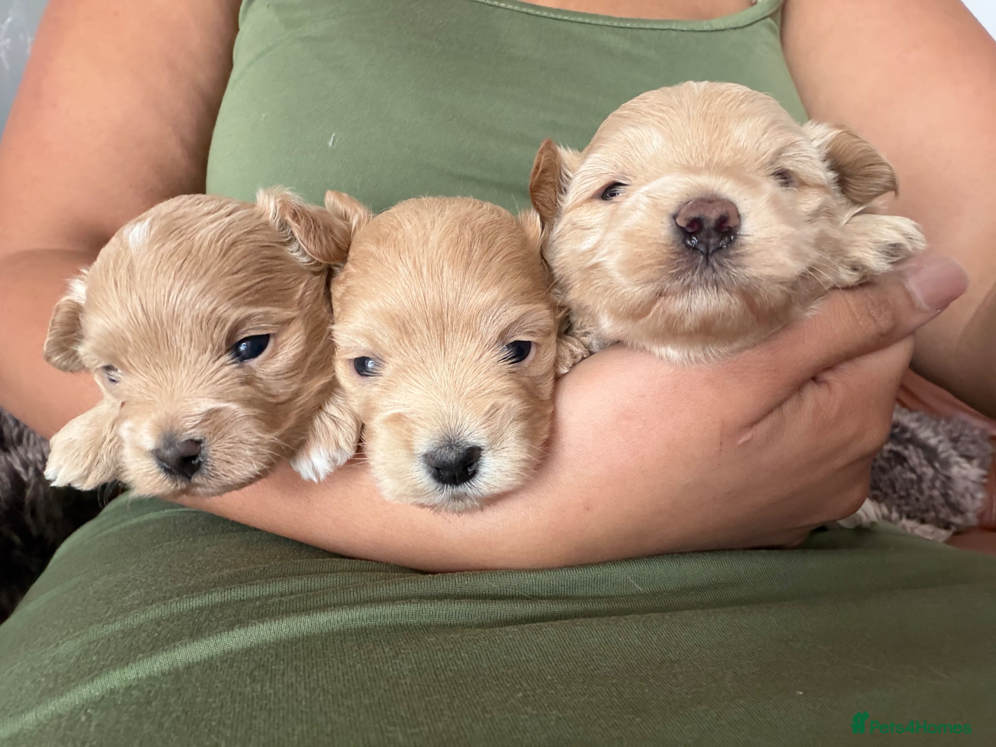Maltipoo dogs for sale: Asian/Korean *DNA TESTED* teddy bear maltipoos - Advert 3