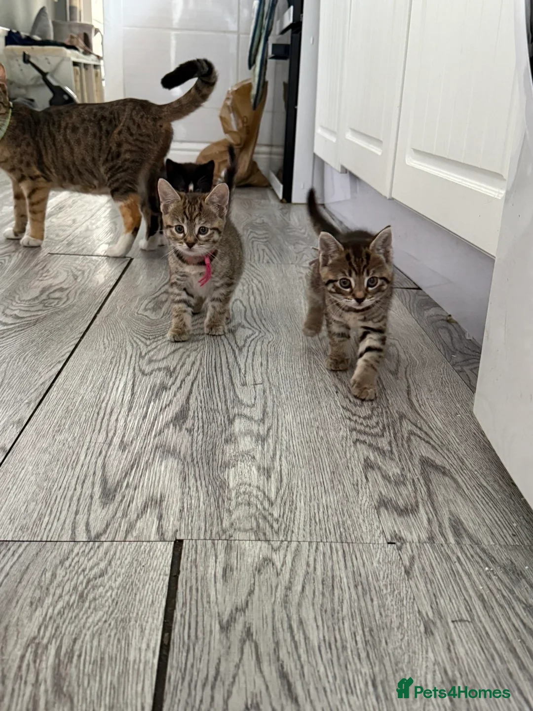 Mixed Breed cats for sale: 4 babys looking for a loving home  - Advert 11
