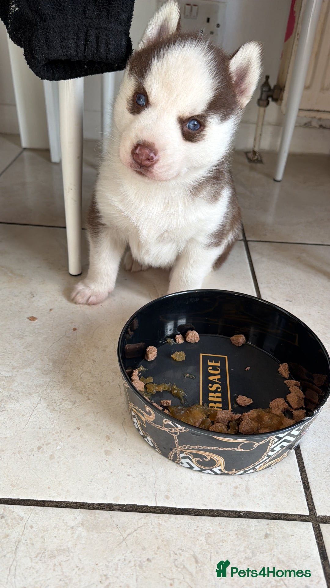 Siberian Husky dogs for sale: Adorable Siberian Husky puppies born December 14th - Advert 7