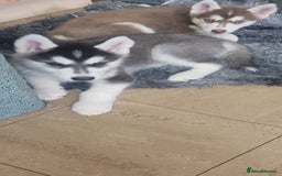 Siberian Husky dogs for sale: Husky puppies for sale 9 weeks old  - Image 3