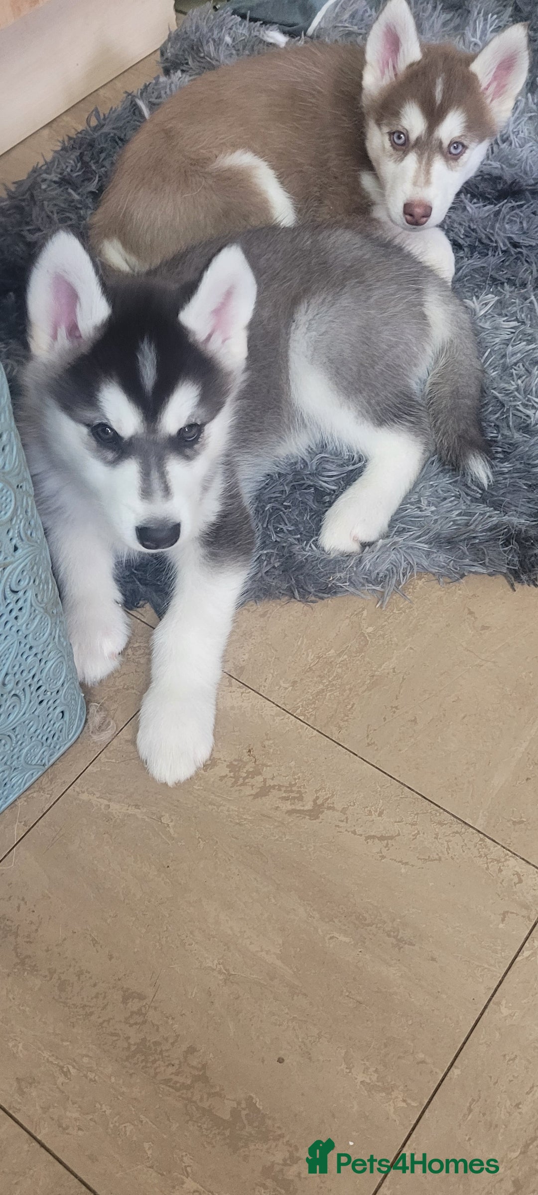 Siberian Husky dogs for sale: Husky puppies for sale 9 weeks old  - Image 3