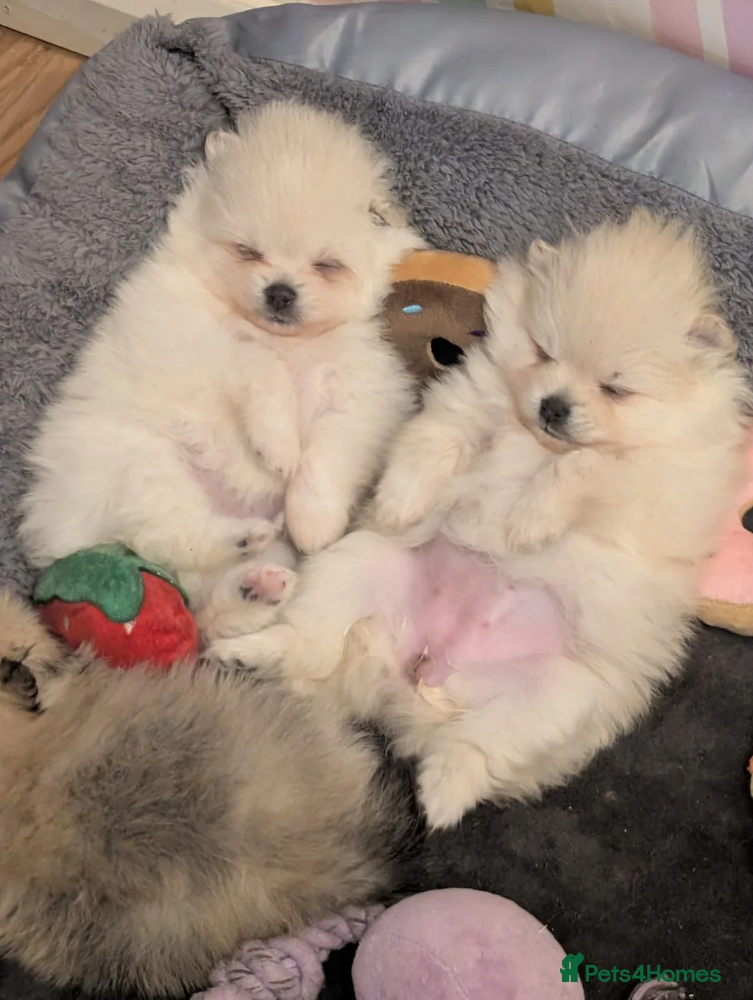 Pomeranian dogs for sale: Beautiful Pomeranian puppies  - Advert 1