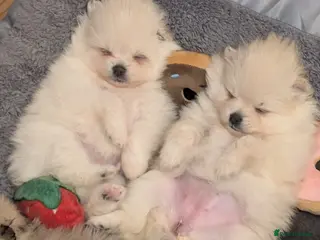 Pomeranian dogs Beautiful Pomeranian puppies - Advert 1