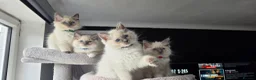 Ragdoll cats for sale: Ragdoll kittens  - Advert 11