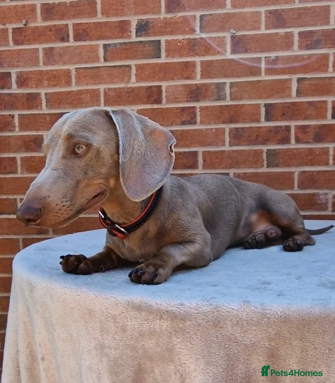 Miniature Dachshund dogs for stud: Romeo in Liverpool - Advert 2