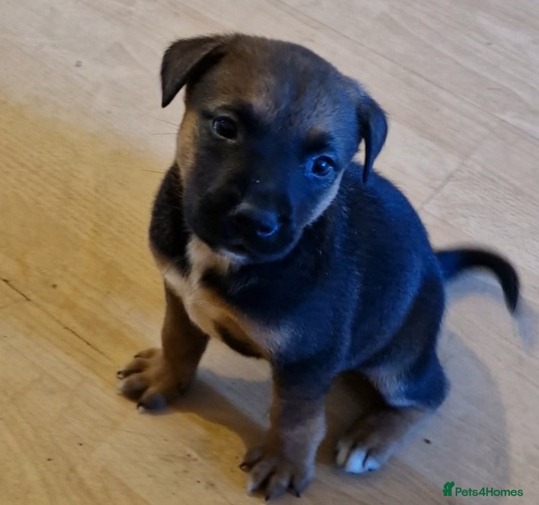 Mixed Breed dogs for sale: 2 beautiful female puppys  - Image 4