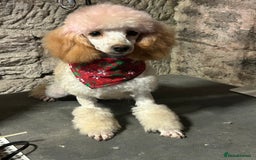 Toy Poodle dogs for sale: Toy poodle puppies ready now. Aberdeenshire - Image 31