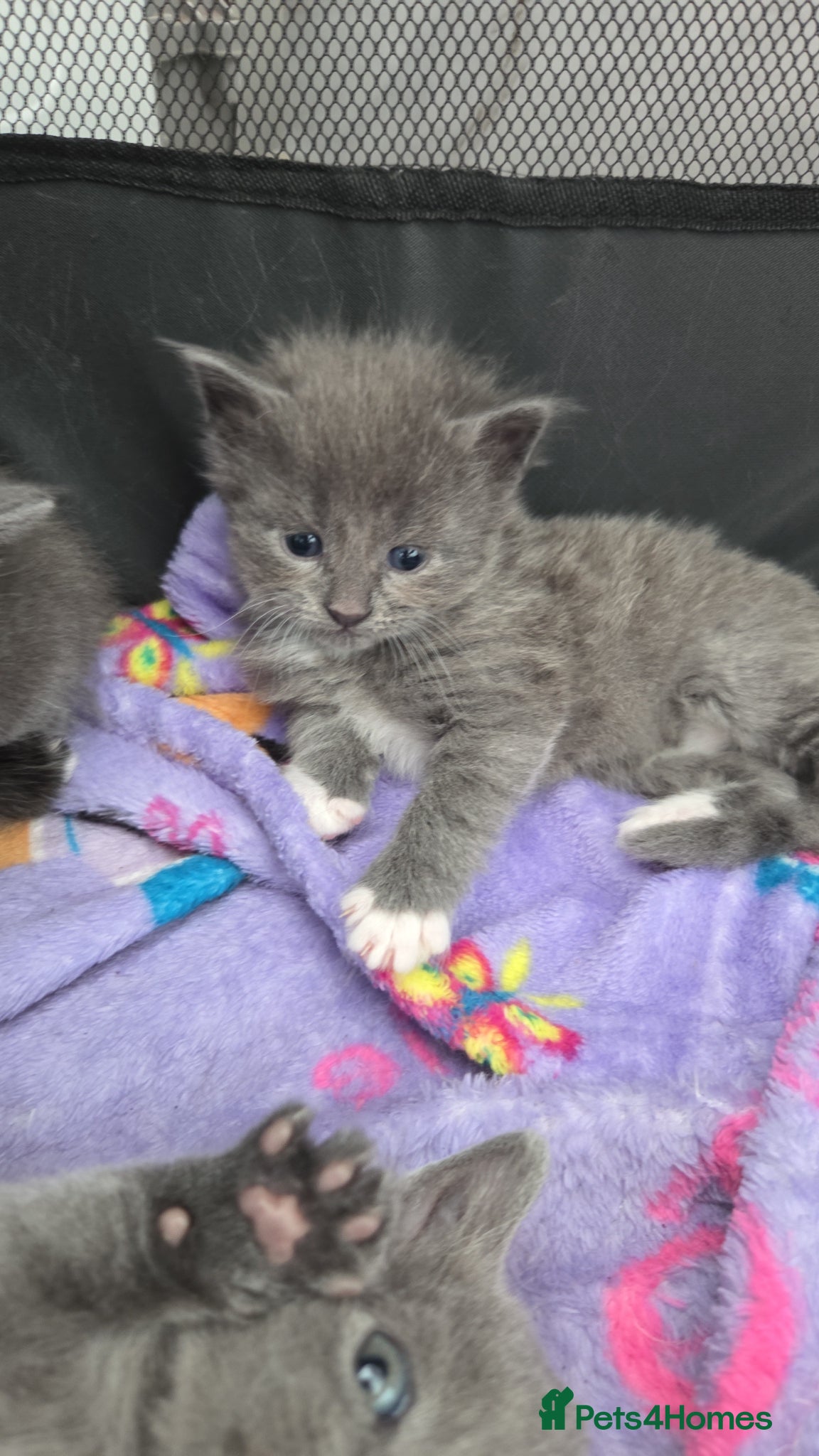 Mixed Breed cats 4 grey kittens for sale - Advert 1