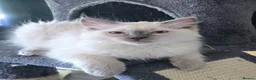 Ragdoll cats for sale: 1 Girl and 1 Boy left pure Ragdoll kittens  - Advert 25