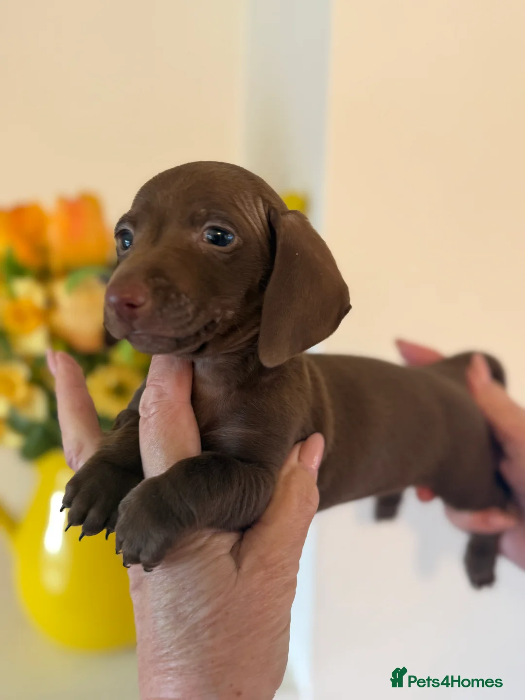 Miniature Dachshund dogs for sale: BEAUTIFUL K.C CHOCOLATE BOY MINIATURE DACHSHUND!!  - Advert 6