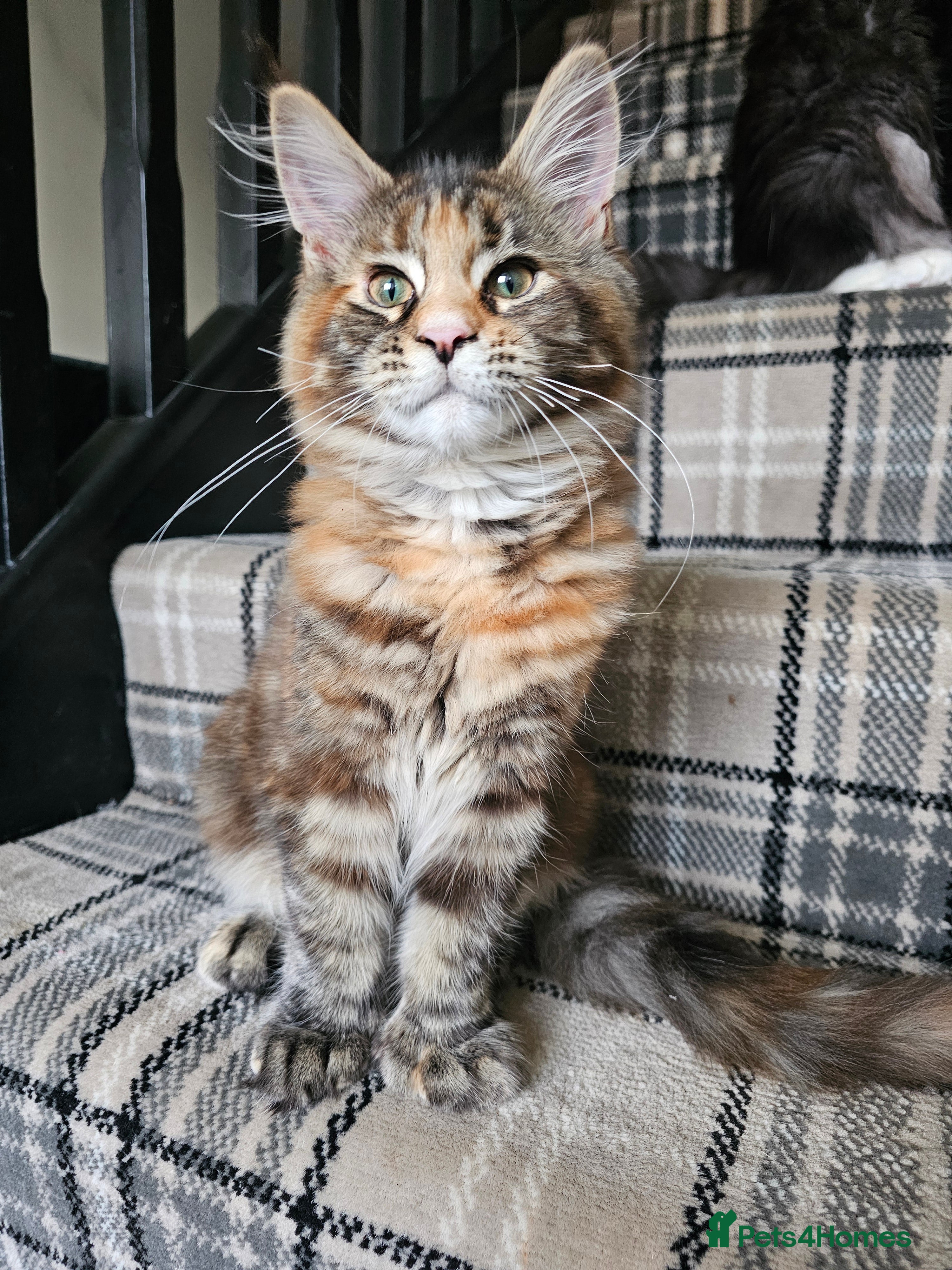 Maine Coon cats Ready to leave female mainecoon - Advert 1