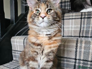 Maine Coon cats Ready to leave female mainecoon - Advert 1