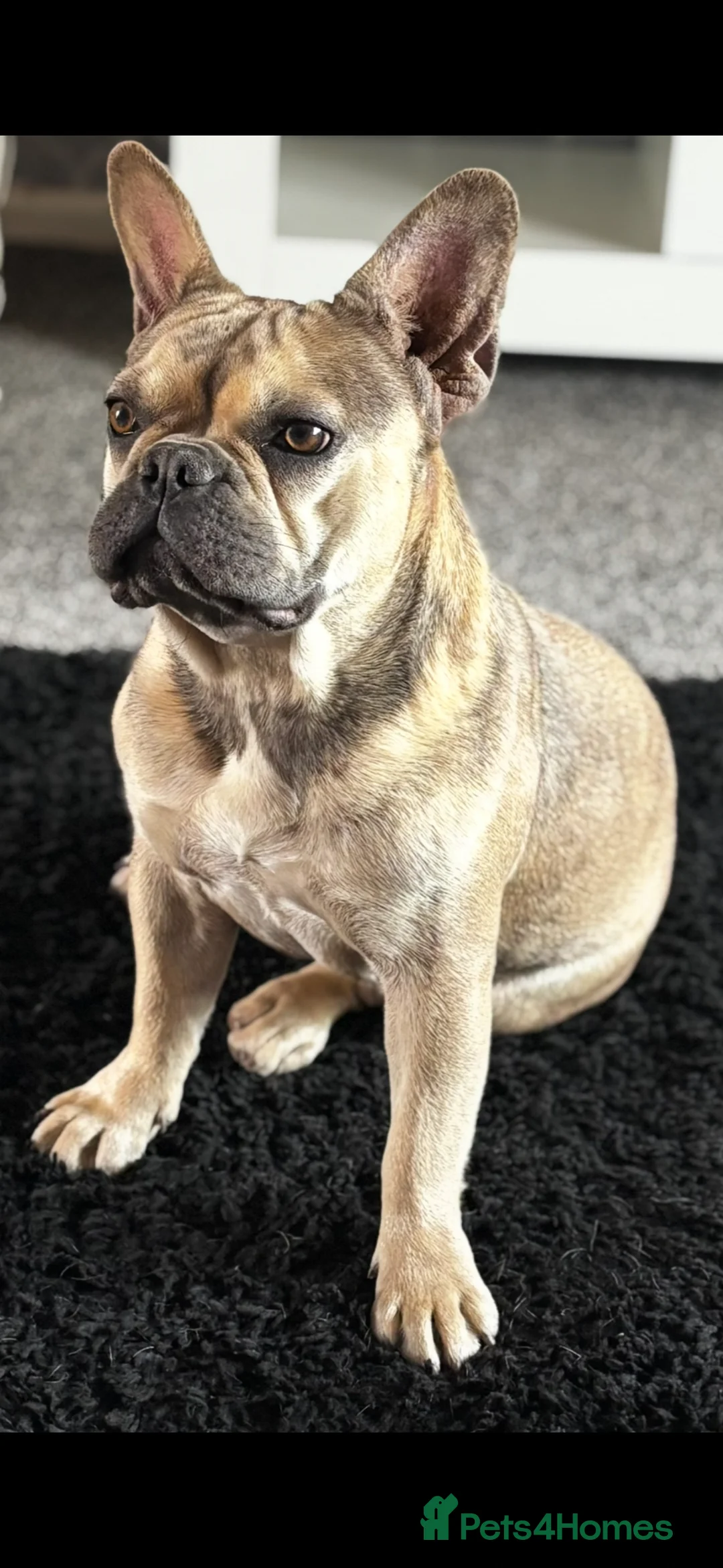 French Bulldog dogs for sale: Rehome mother and daughter frenchie  in Leicester - Advert 5