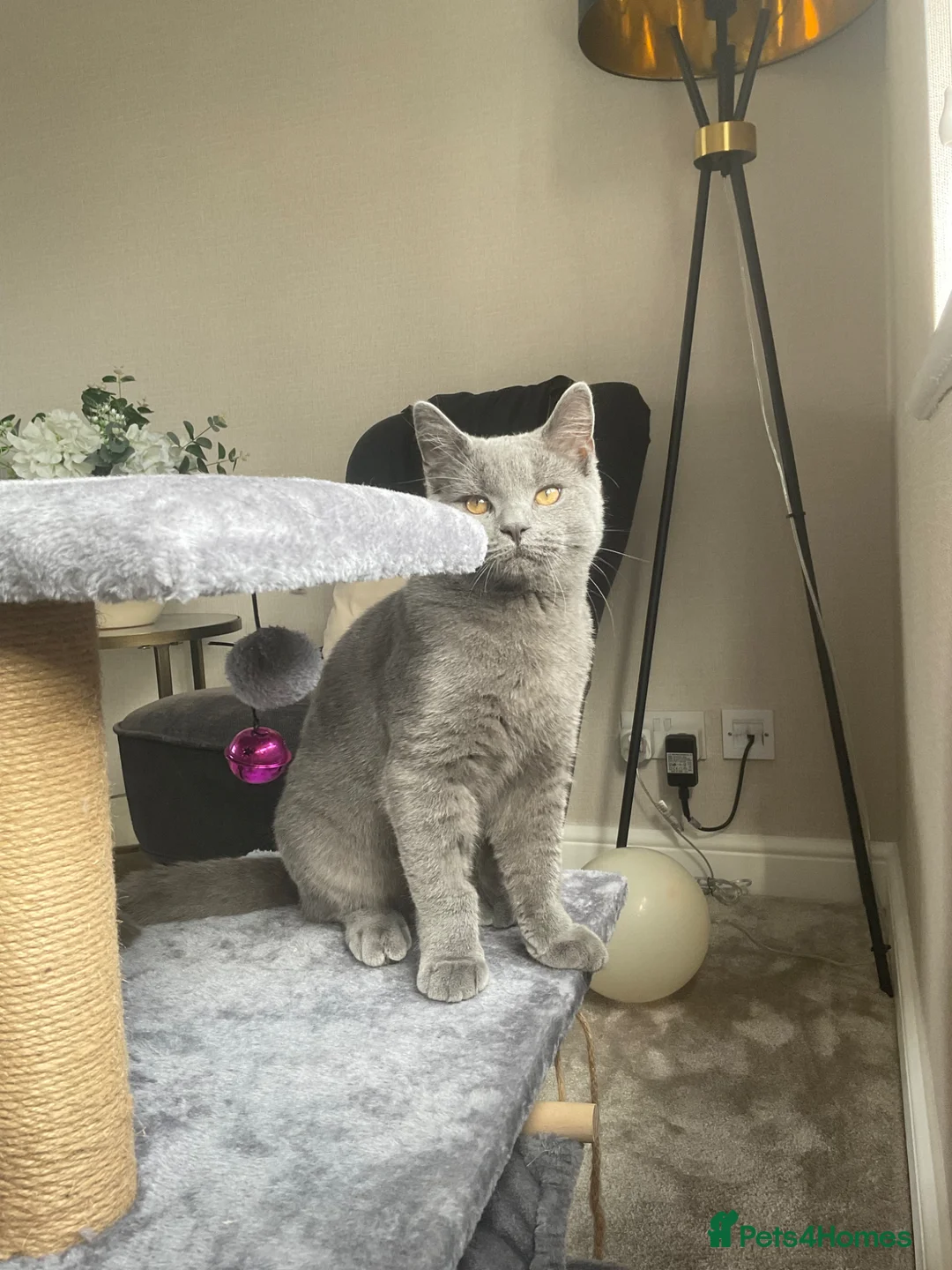 British Shorthair cats for sale: 6 Month Grey British Shorthair Cross + full set up in Luton - Advert 2