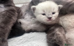 Siberian cats for sale: Full Siberian Litter. Quick sales before holiday - Image 1