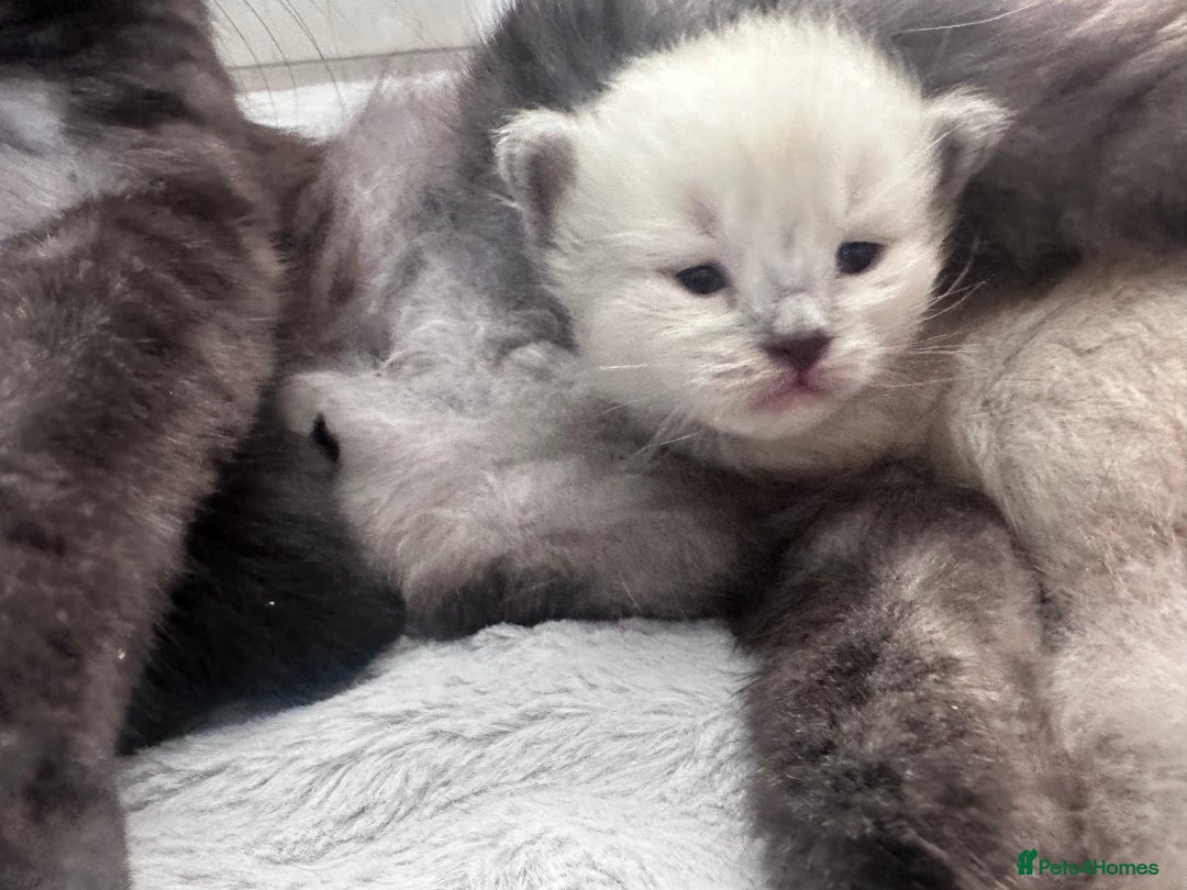 Siberian cats for sale: Full Siberian Litter. Quick sales before holiday - Image 1