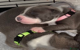 Staffordshire Bull Terrier dogs for sale: 7 beautiful blue Staffordshire bull terriers - Advert 4