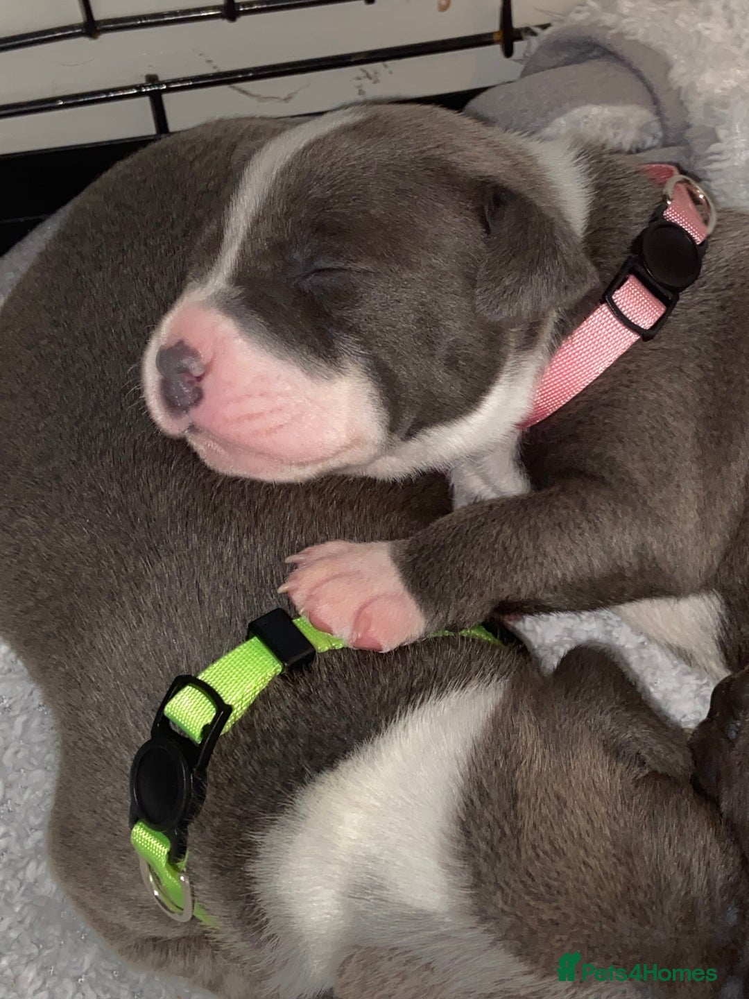 Staffordshire Bull Terrier dogs for sale: 7 beautiful blue Staffordshire bull terriers - Advert 4