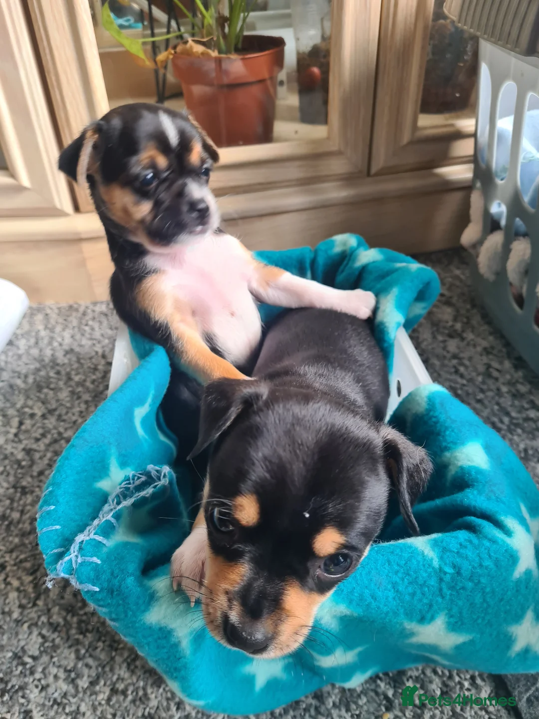 Jack Chi dogs for sale: Jack-Chi puppies  - Advert 1