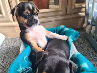 Jack Chi dogs Jack-Chi puppies - Advert 9