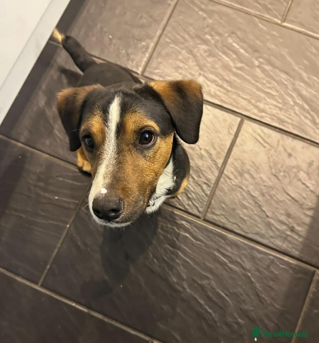 Jack Russell dogs for sale: Forsale  - Image 1