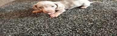 Miniature Dachshund 1