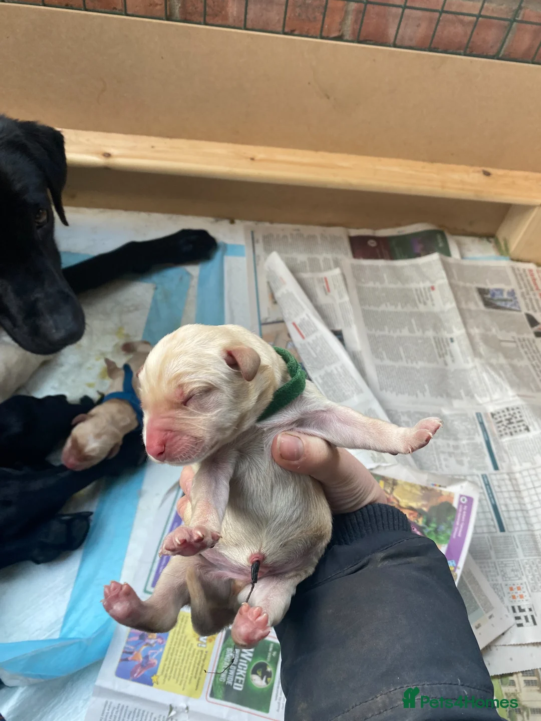 Labrador Retriever dogs for sale: Working labrador pups - Advert 10