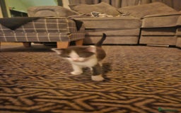 Mixed Breed cats for sale: 4 beautiful mixed kittens  - Image 3