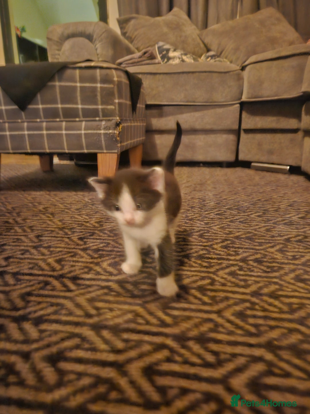 Mixed Breed cats for sale: 4 beautiful mixed kittens  - Image 3