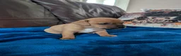 Jack Chi dogs for sale: 7 Jack Chi Puppies - Advert 5