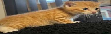 Mixed Breed Kitten 3